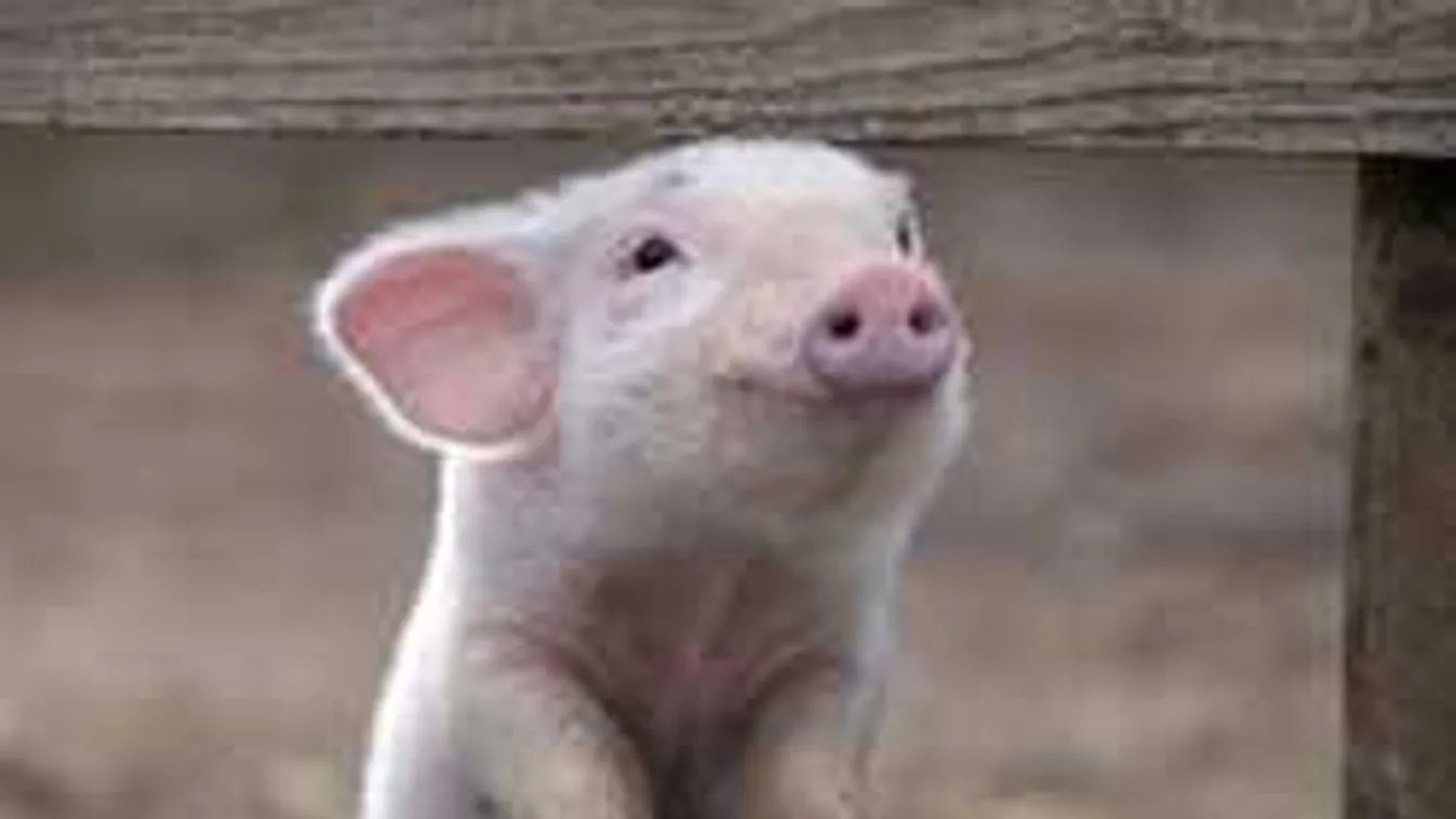 Borzalom, ami történt: terápiás malacokat vertek halálra