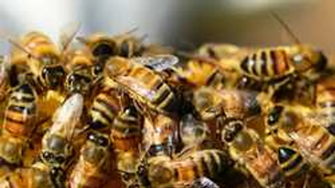 Hátborzongató látvány, 30 ezer méh szállta meg az egri strandot