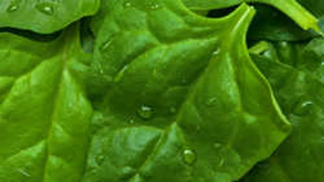 Szereted a spenótot? Ha ezt a fajtát termeszted, októberig szedheted