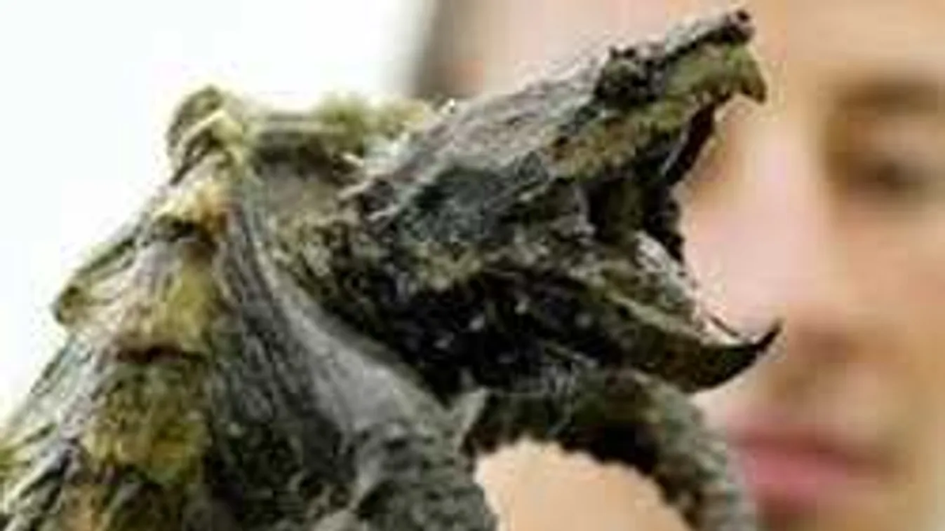 Fél óráig harcoltak az alligátorteknőssel Petőhenyén