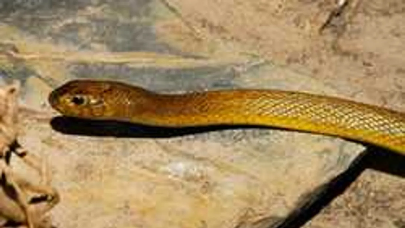 Hordágyon vitték el a fiatal fiút, kígyómarástól esett össze