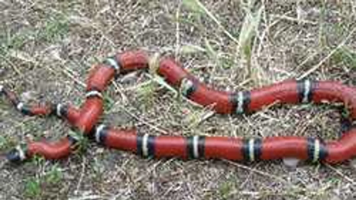 Drámai hívás a kórházból: kígyó harapott meg Budapesten egy kisfiút