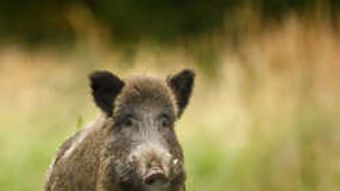 Halálközeli élmény: így támadt a vaddisznó egy futónőre Kismarosnál