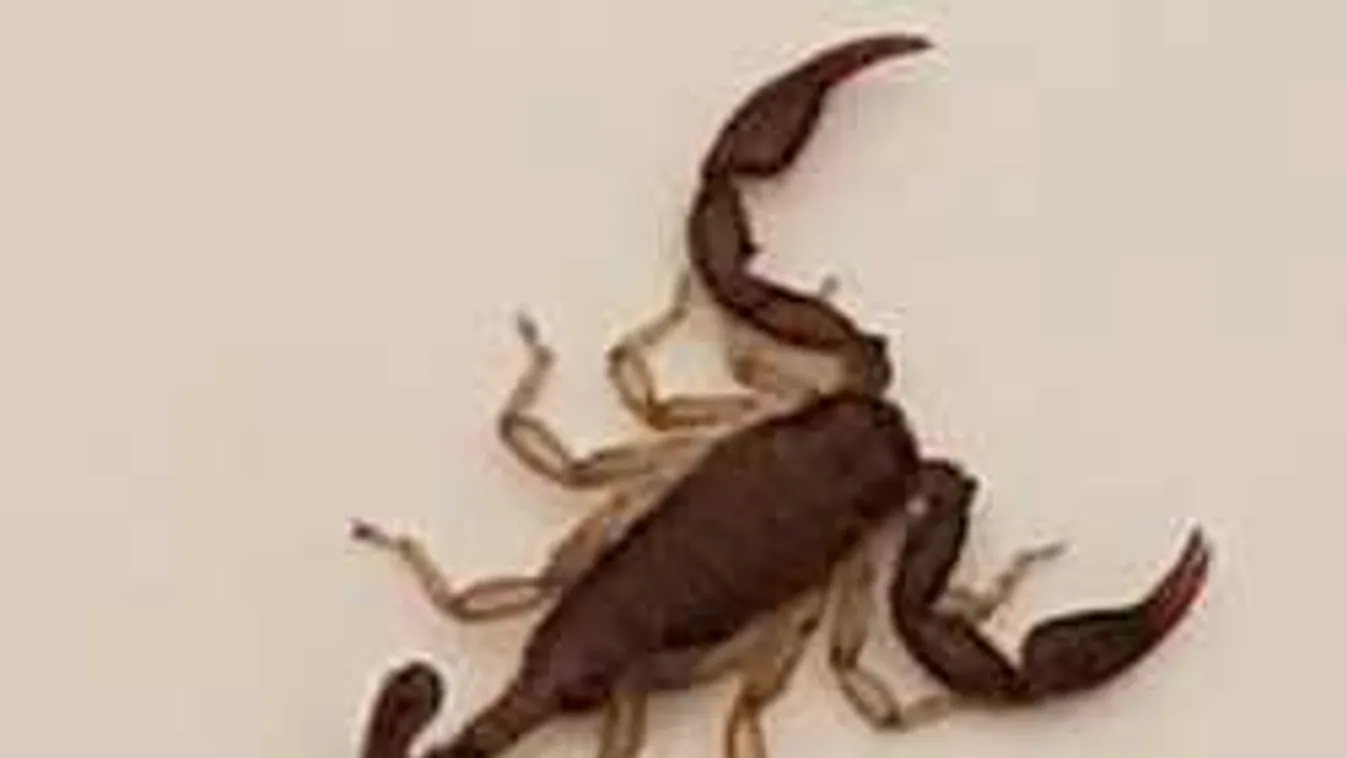 Döbbenetes állat  került elő egy gödöllői család bőröndjéből