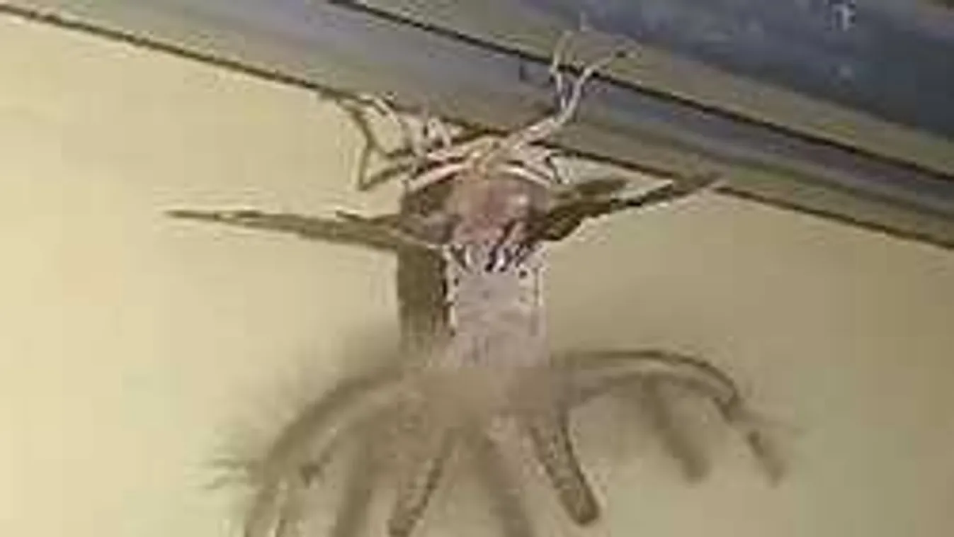 Valóra vált rémálom: Szörnyű, mi csimpaszkodott egy férfi karnisán