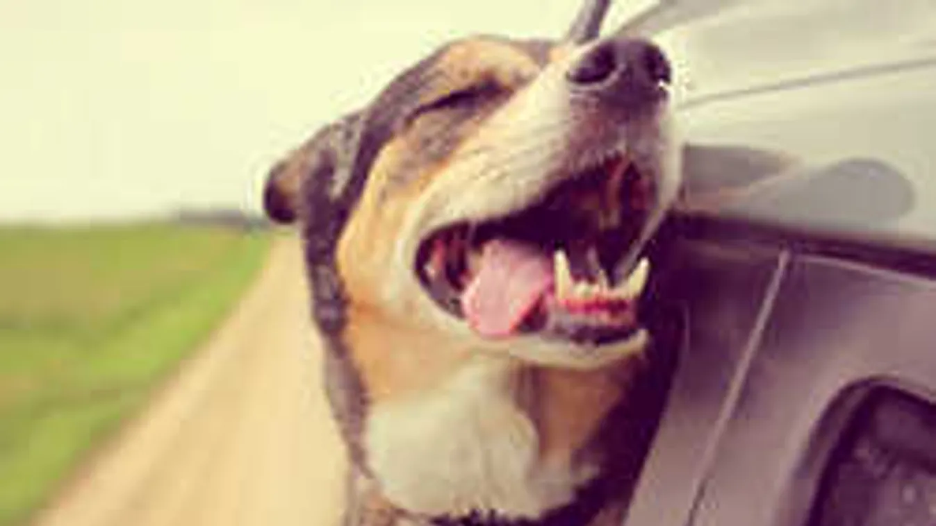 Brutális jelenet a siófoki nyaralóban, kegyetlenül végeztek egy kistestű kutyával