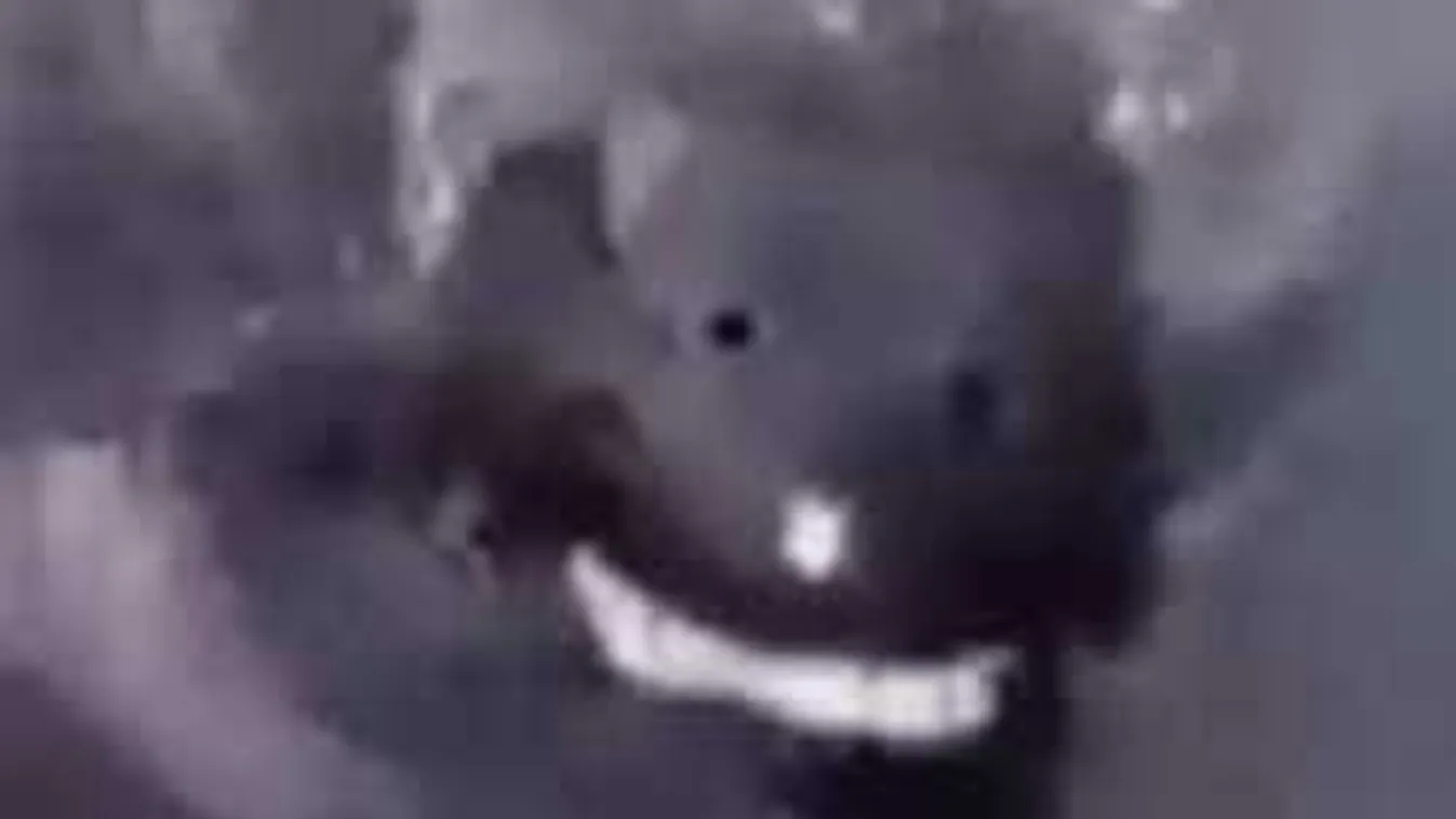 Borzasztó szem nélküli lény emelkedett ki a vízből, levideózták