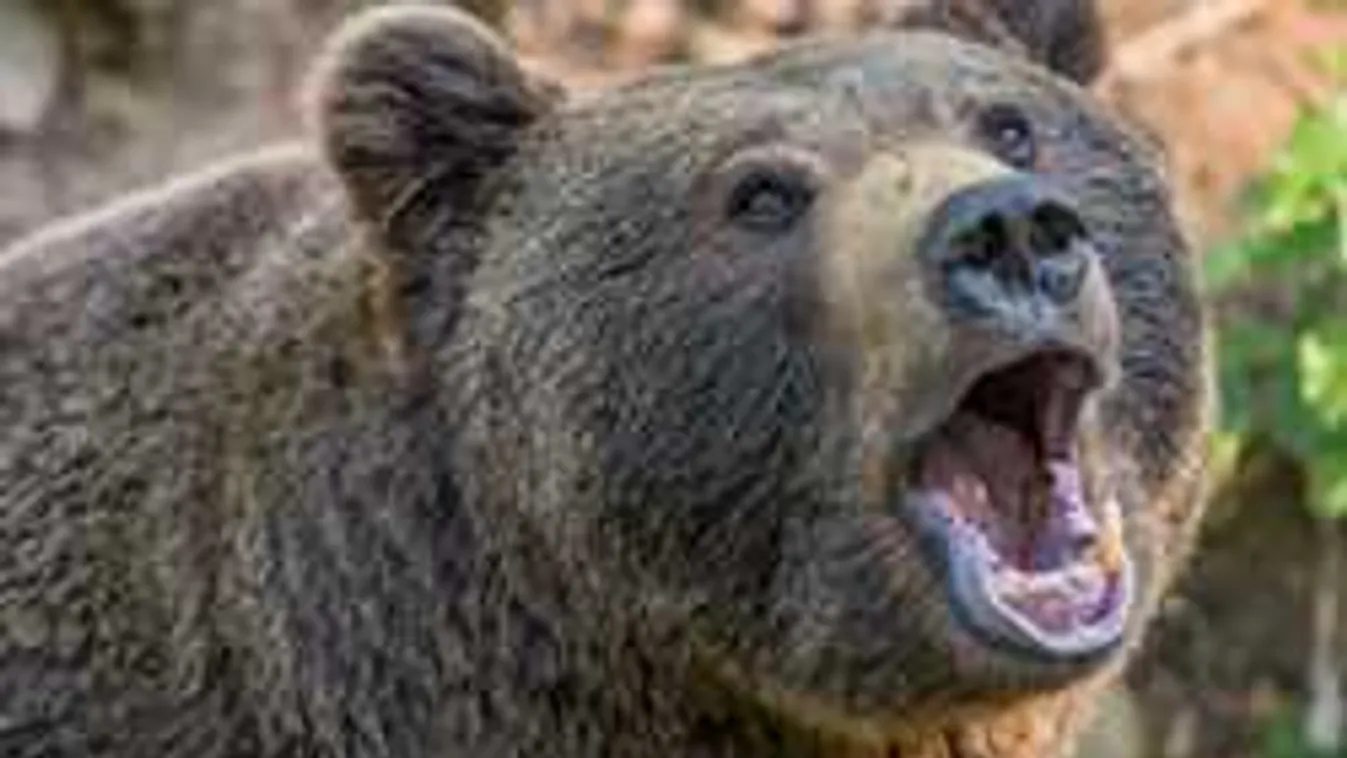 Megszólaltak a helyiek a tusnádfürdői riadalom után, videón a megoldás