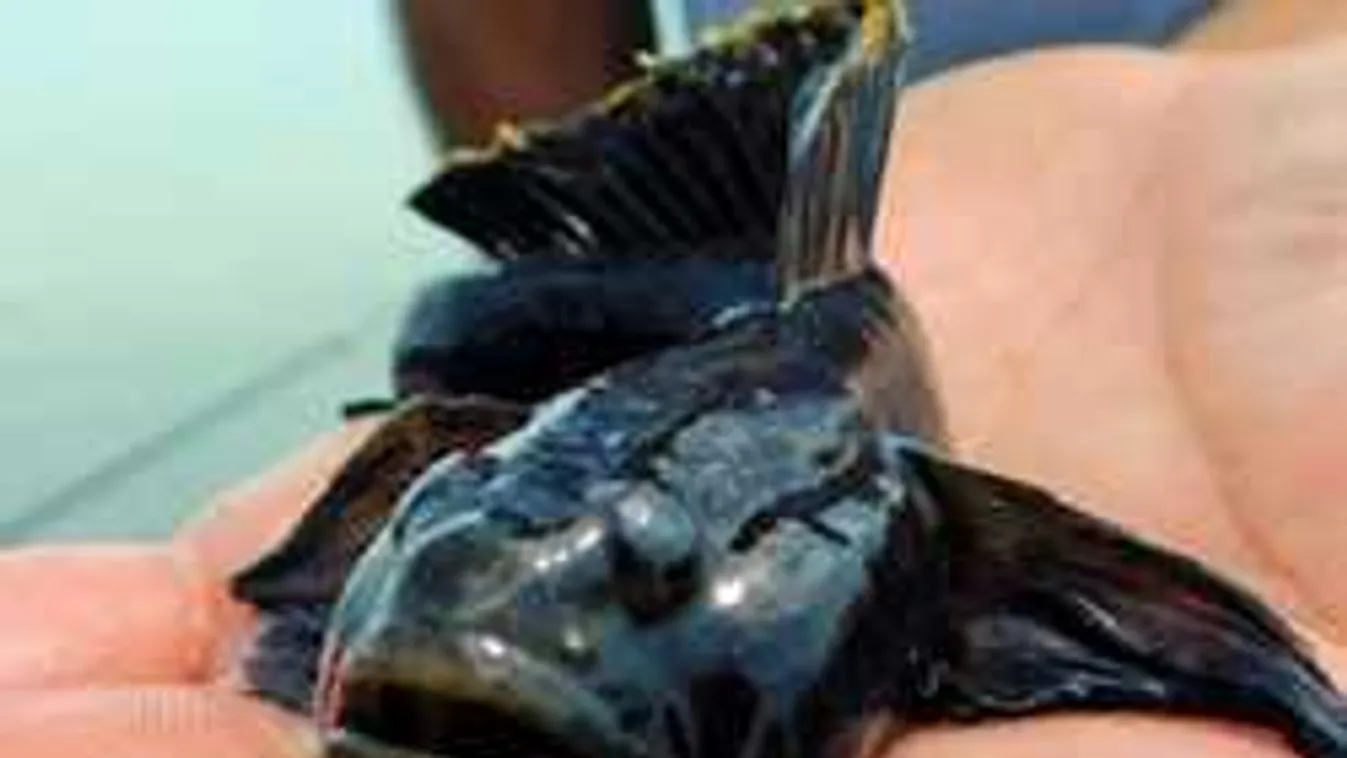 A balatoni horgászok is elképedtek, különös szörny akadt a horgukra