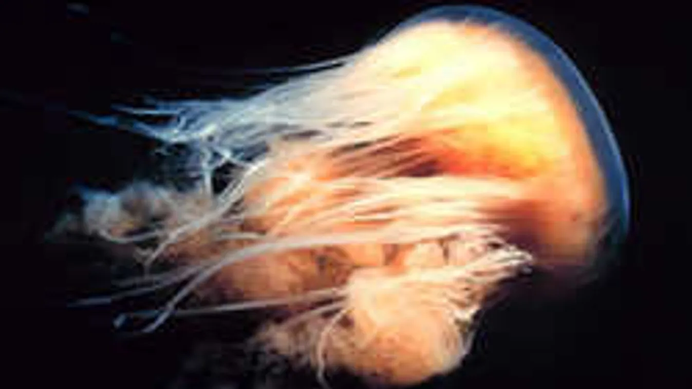 Nálad is nagyobb, hátborzongató tengeri szörnyet videóztak