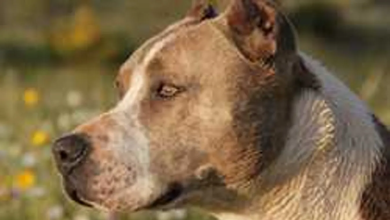 Gondtalanul játszott a szegedi kislány, a semmiből kutyák támadtak rá