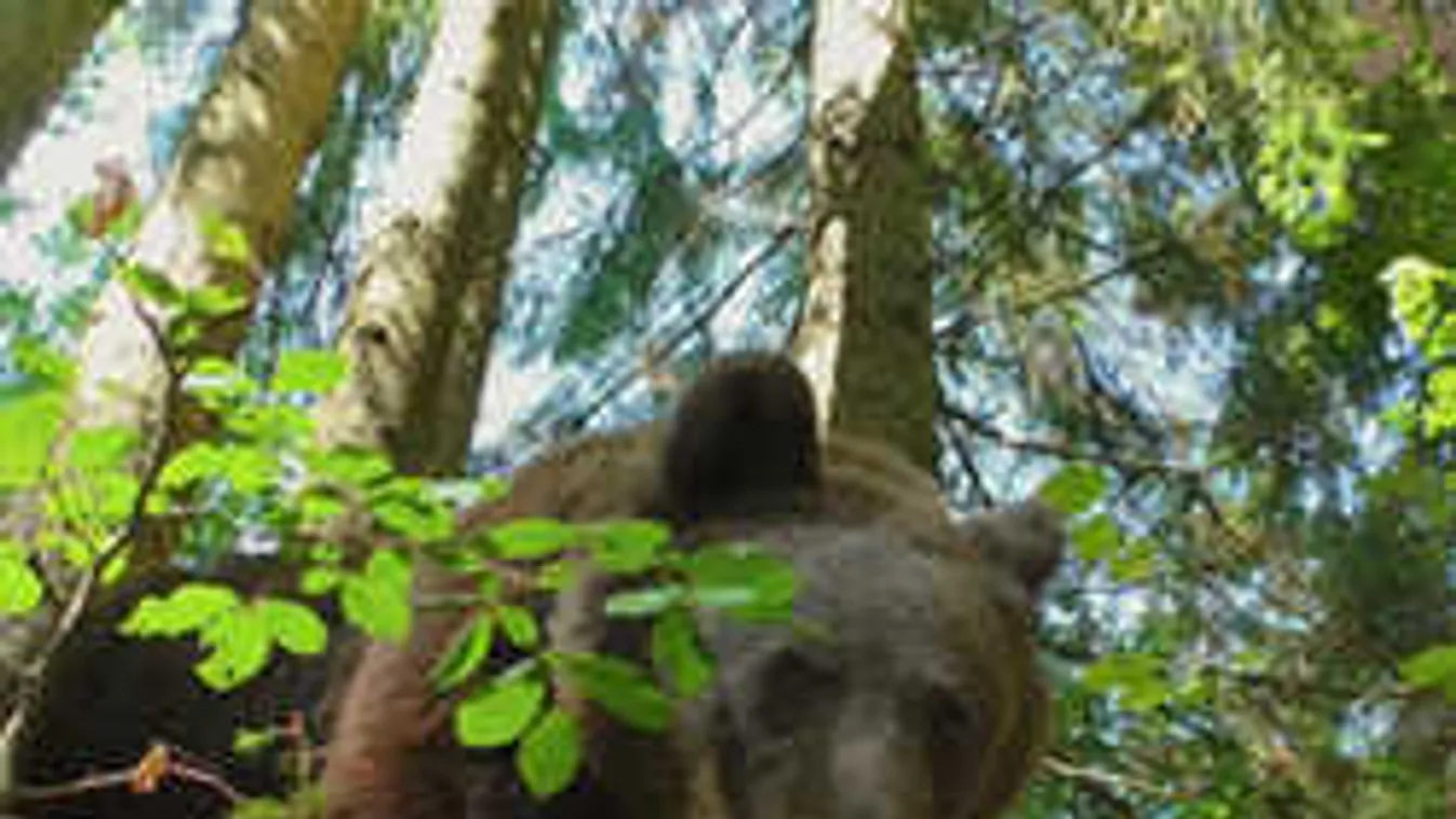 Medvepánik van Székelyföldön