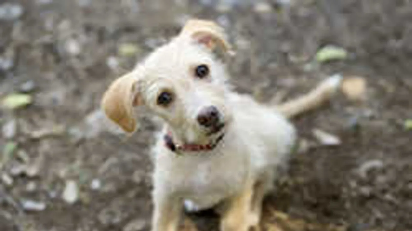 Veszély, ha ilyet vettél, semmiképp ne adj belőle a kutyádnak!