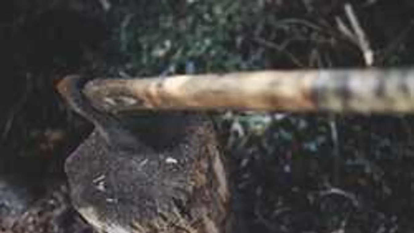 Fél évig bujkált a gyilkos magyar pár, pont került az ügy végére