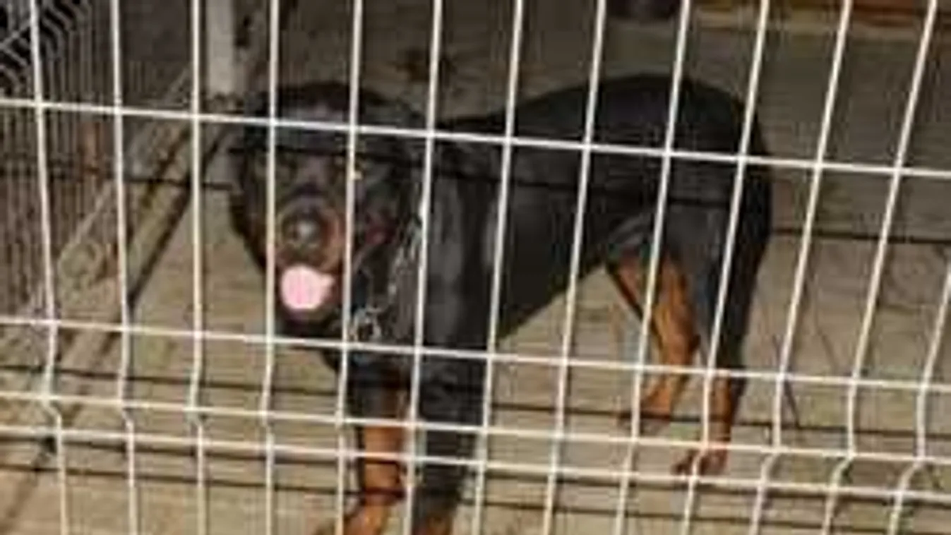 Hátborzongató,mire szánták el magukat a gyilkos vérű rottweiler gazdái