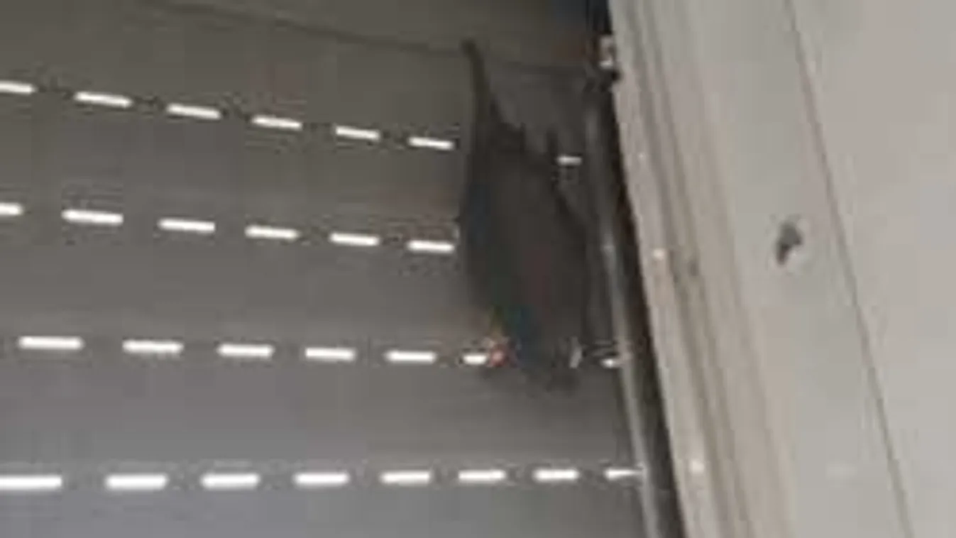 Hihetetlen mentőakció Újpesten, ilyen állatot kellett kiszabadítani