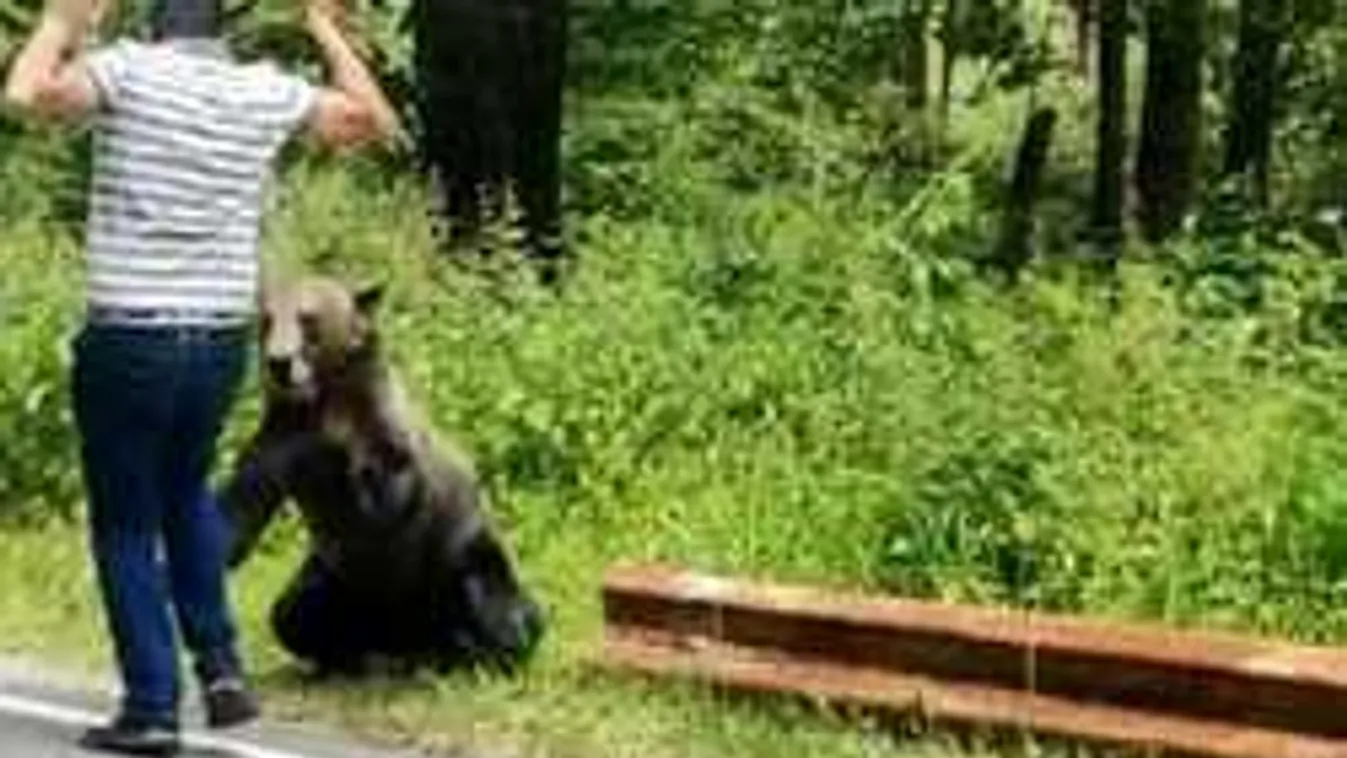 Újra támadtak a medvék