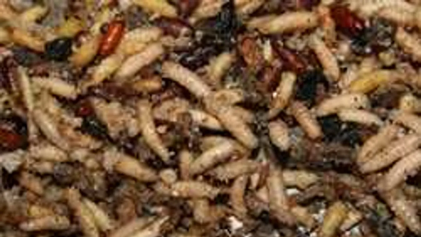 Horror, élve falták fel a férgek az óriási mocsokban élő nőt