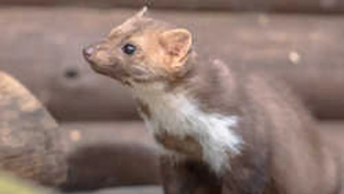 Ezt művelték a nyestek Budapesten