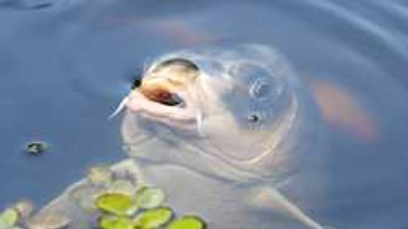 Brutális halszörnyet fogott egy gyanútlan táborozó Zsennyén