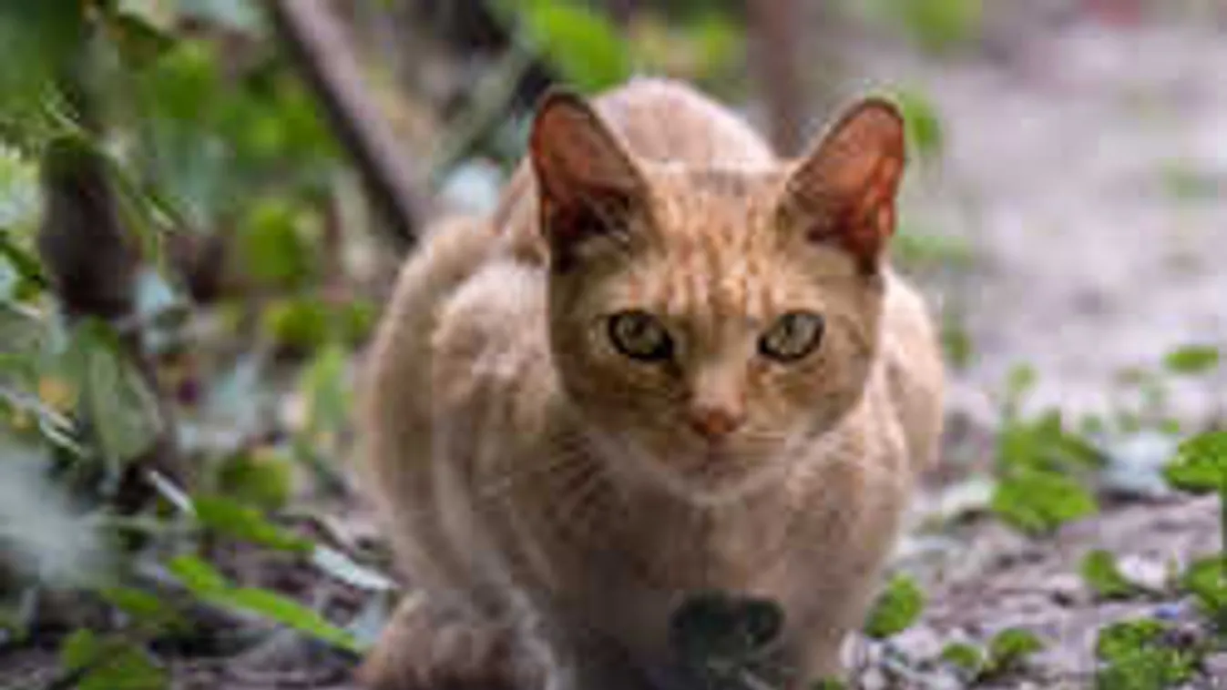 Macskainvázió bosszantja a lakótelepen élőket - fotók