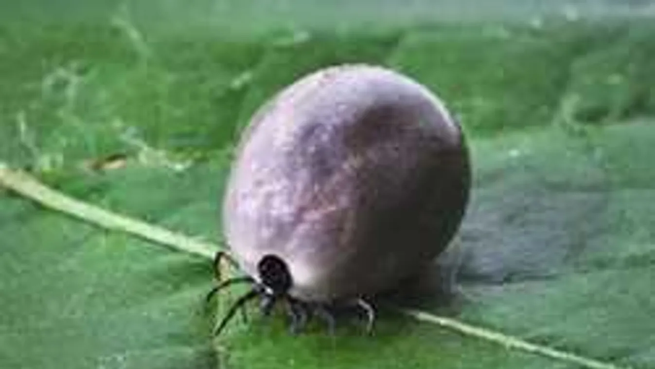 Így lehet kullancsmentes a kert vegyszerek nélkül