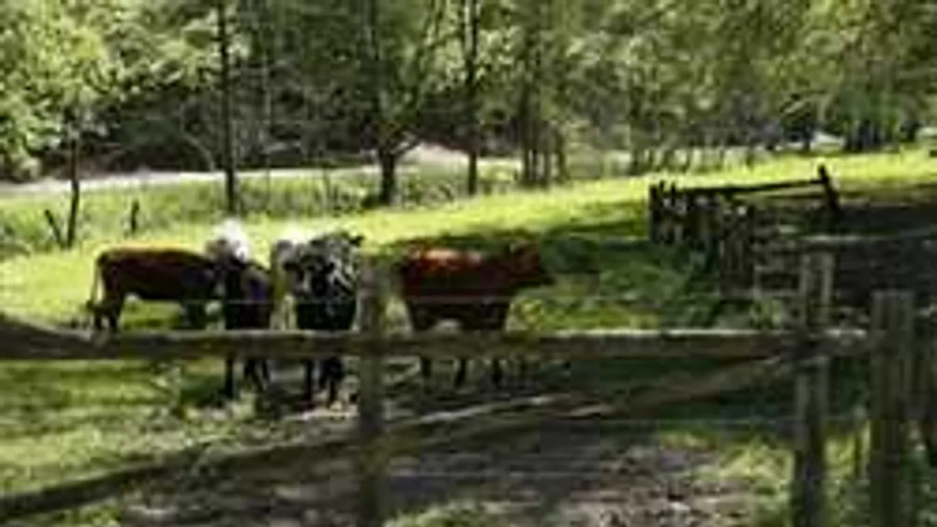 Találd meg a meztelen nőt a képen - most kiderül, sasszemed van-e!