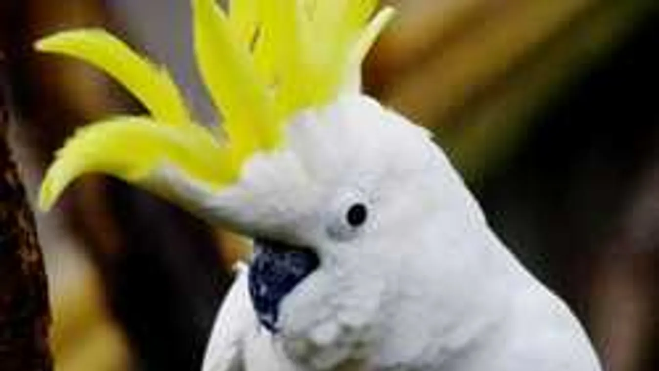 A rendőrök is elsápadtak, amikor felnéztek: különös bűnözőre bukkantak