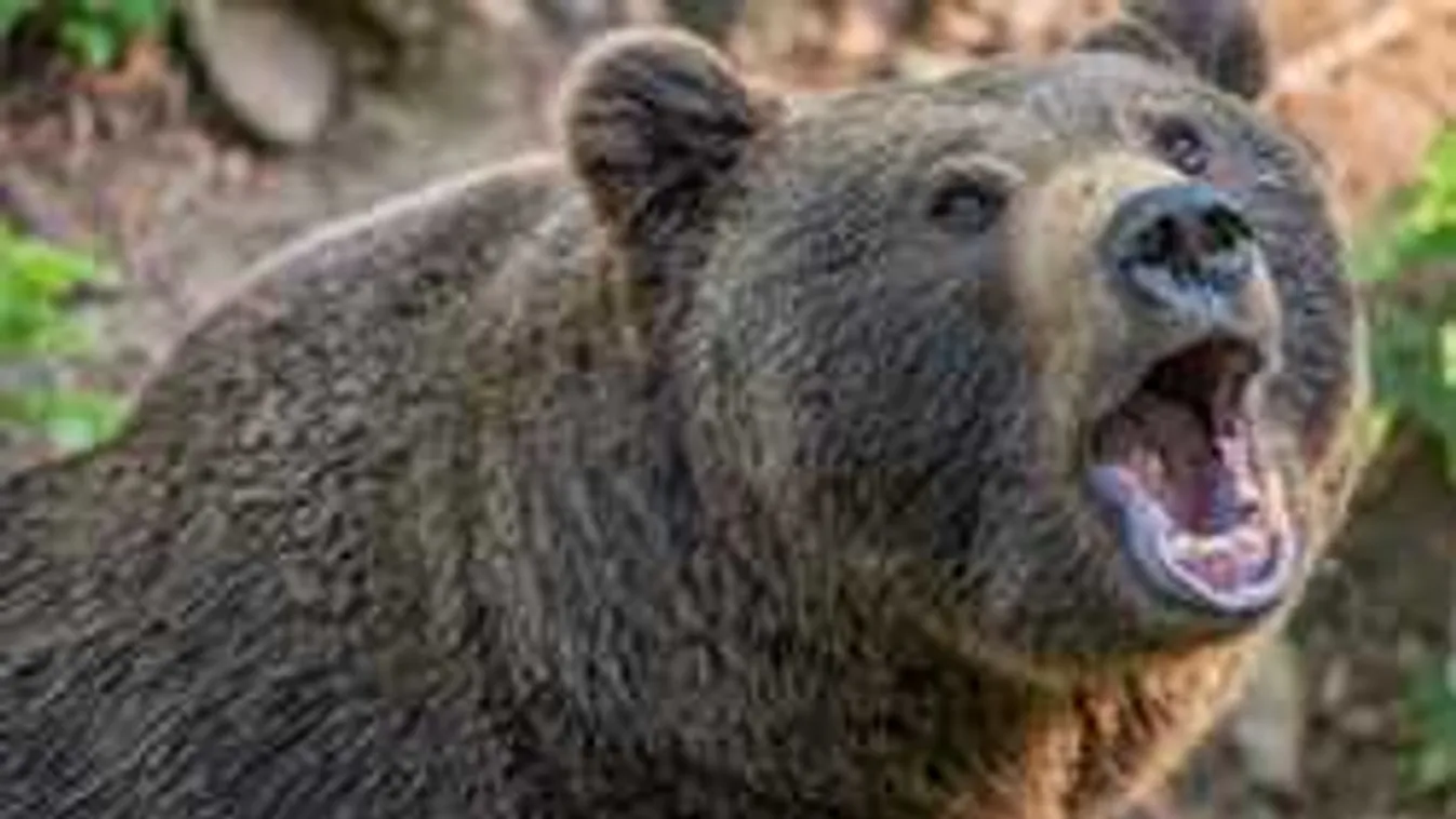 Rendőrautóba menekült egy magyar turista a medve elől Tusnádfürdőn