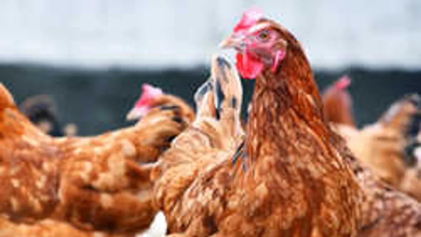 Döbbenetes jelenetek a metróban: az állomáson vágott csirkét egy nő