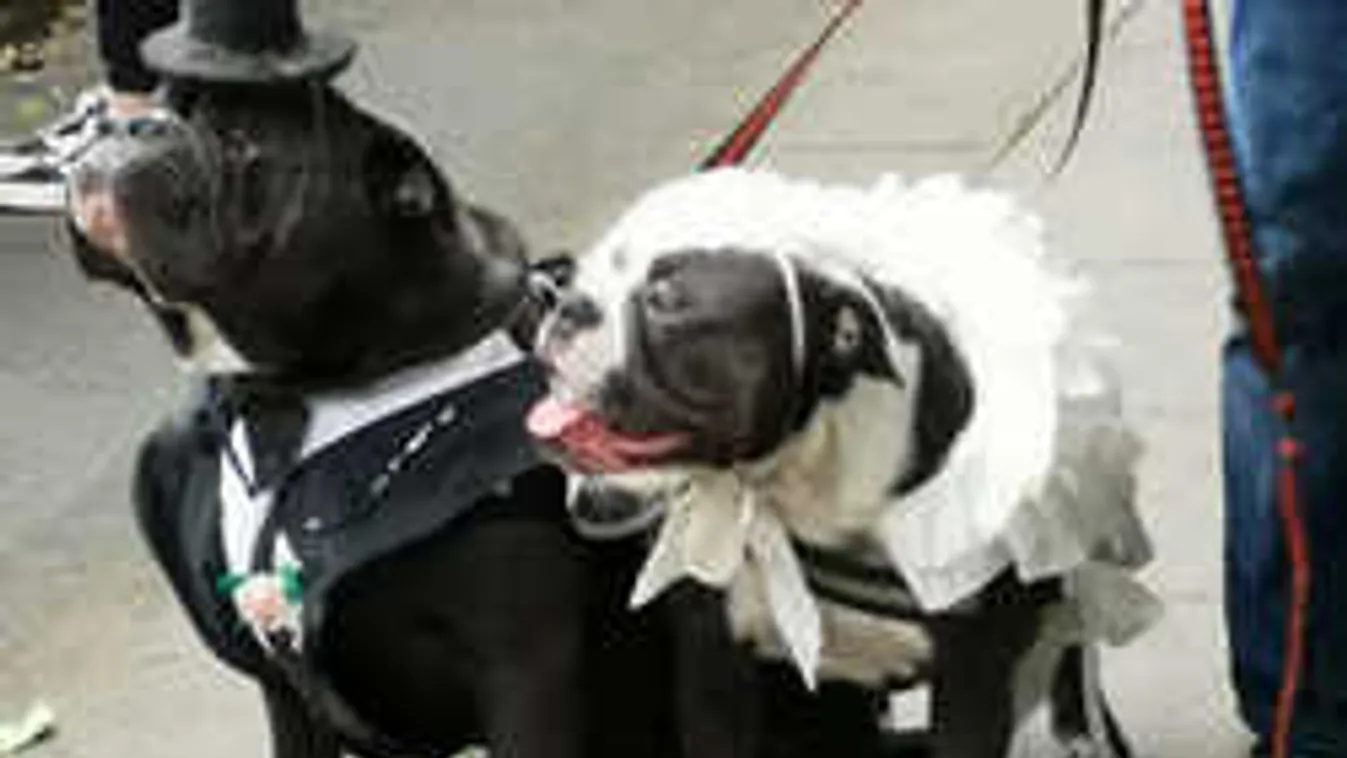 Így kötött házasságot két buldog