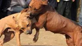 Mutatjuk, milyen a magyar kutyaviadalok titkos világa