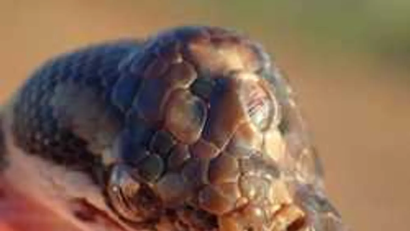 Hatalmas kígyószörnyet videóztak, minden rekordot megdönthet