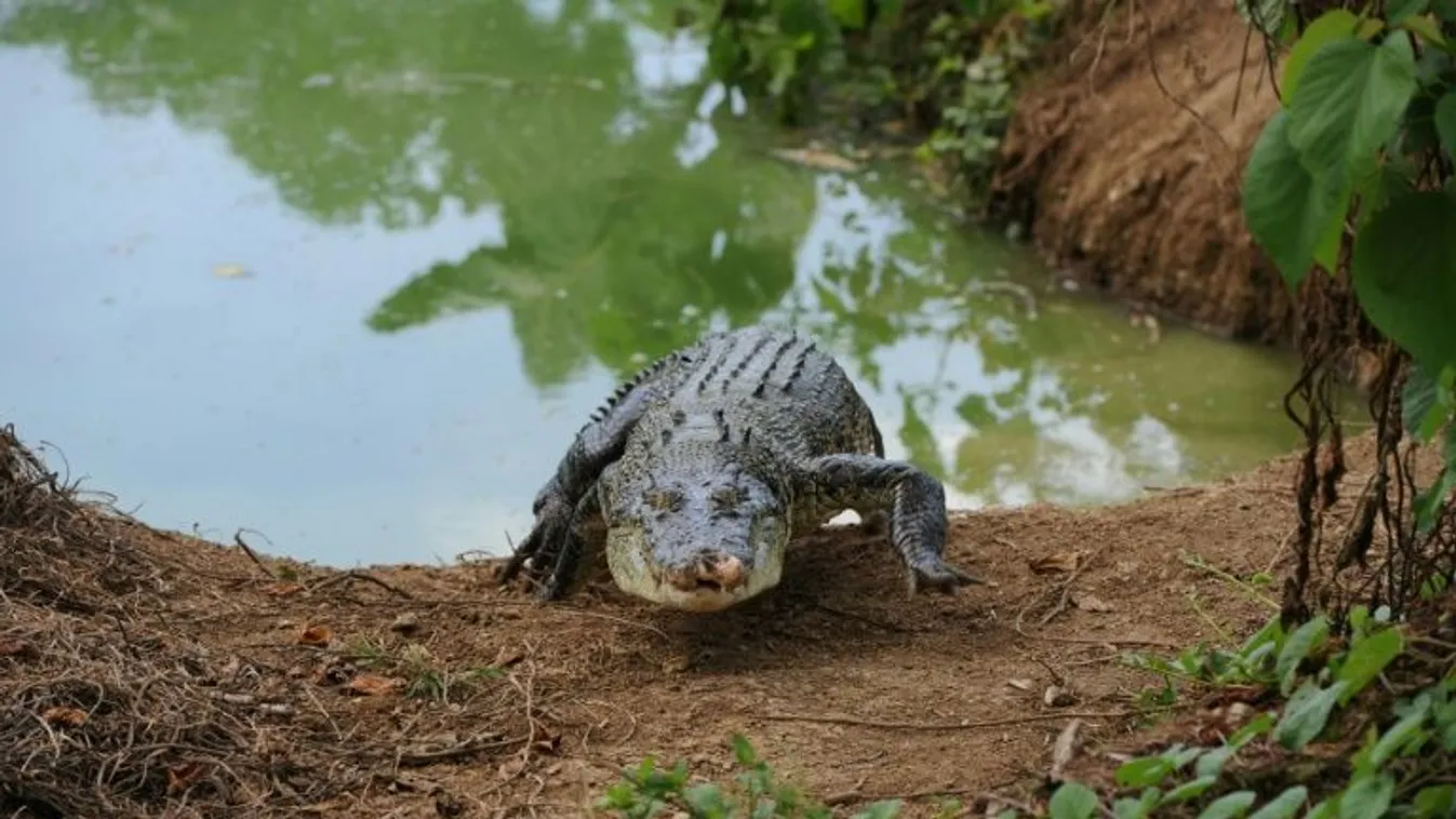 Szörnyű, itt találták meg a krokodil által elragadott fiú maradványait