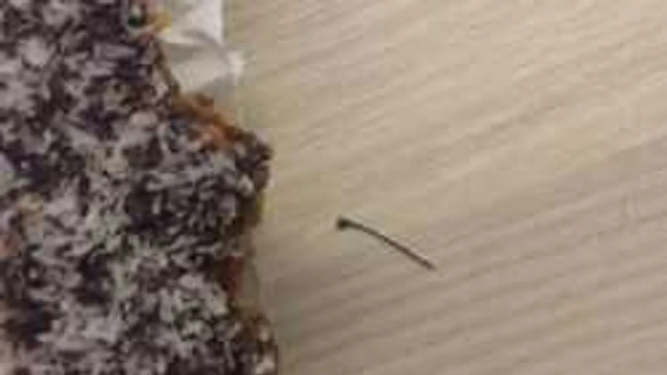 Hajmeresztő, mit találtak a híres magyar pékség termékeiben