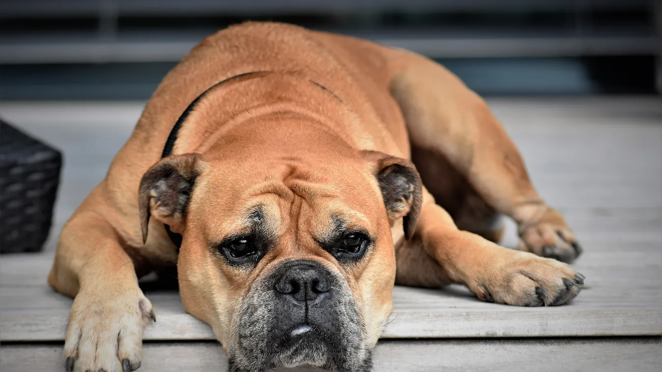 Kiborultak a britek a magyar házaspár aljas tettétől, népharag zúdul rájuk