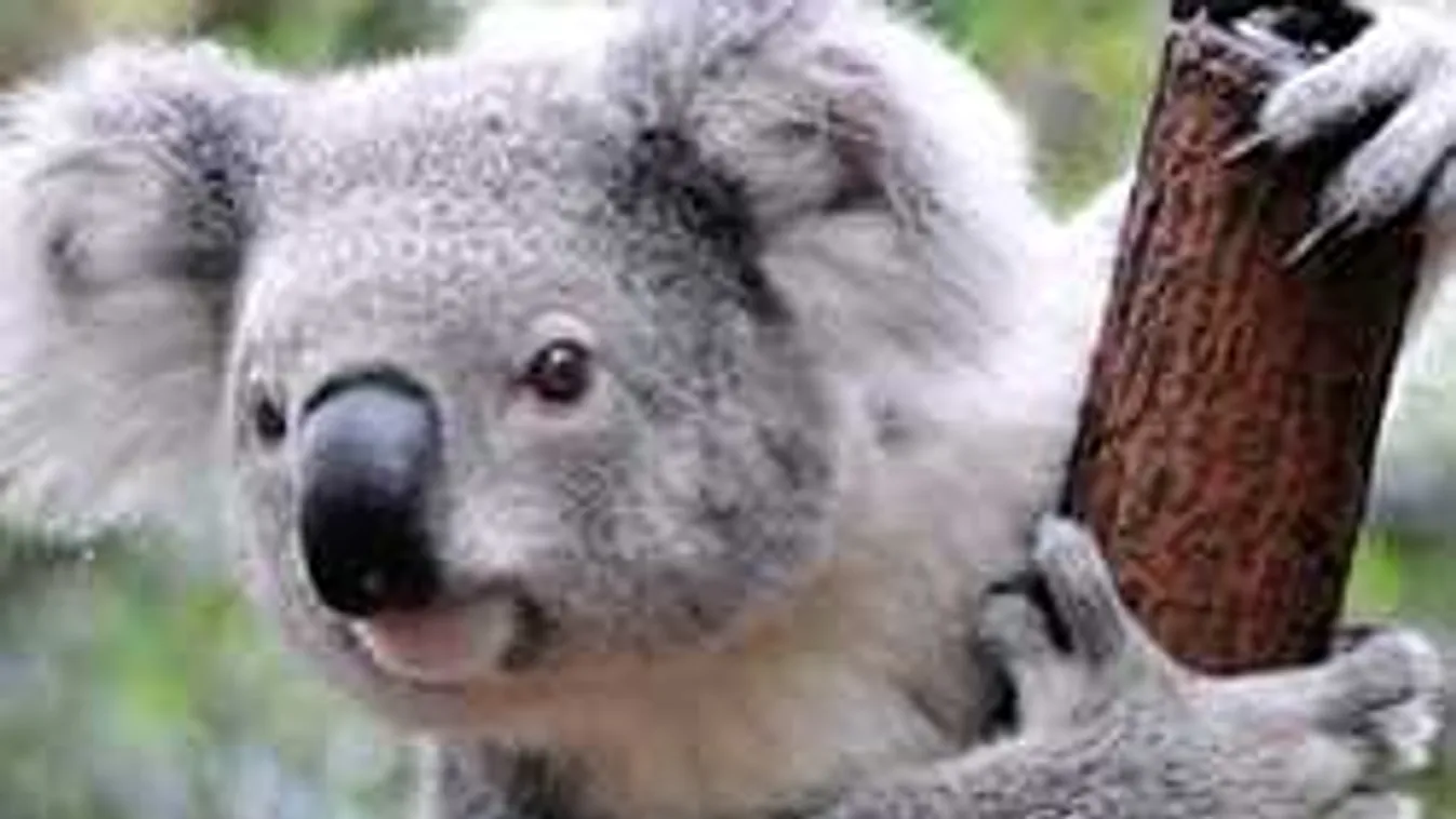 Megható videó: elárvult koalakölyköt nevelnek egy állatkertben