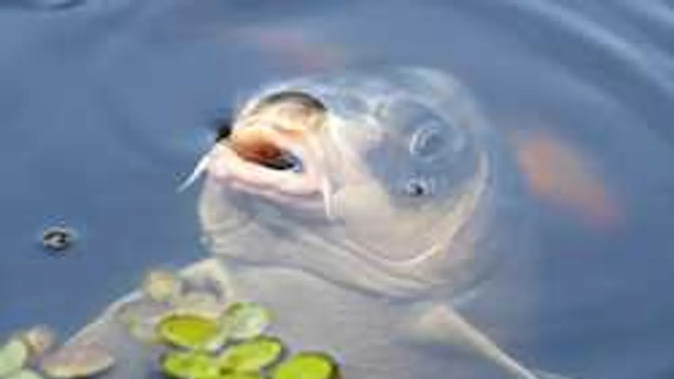 Hatalmas fogás: kutya méretű ponty akadt Norbi horgára