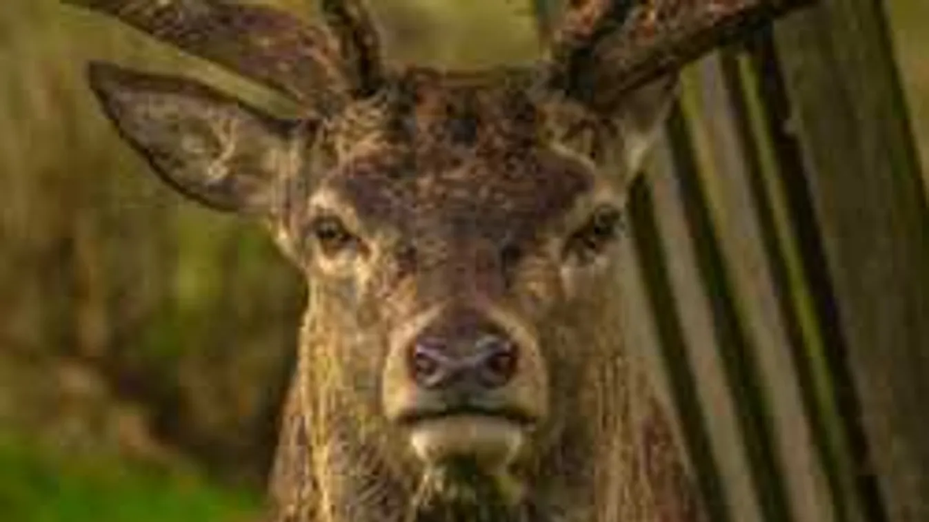 Szarvas okozott balesetet Vas megyében, majd köddé vált