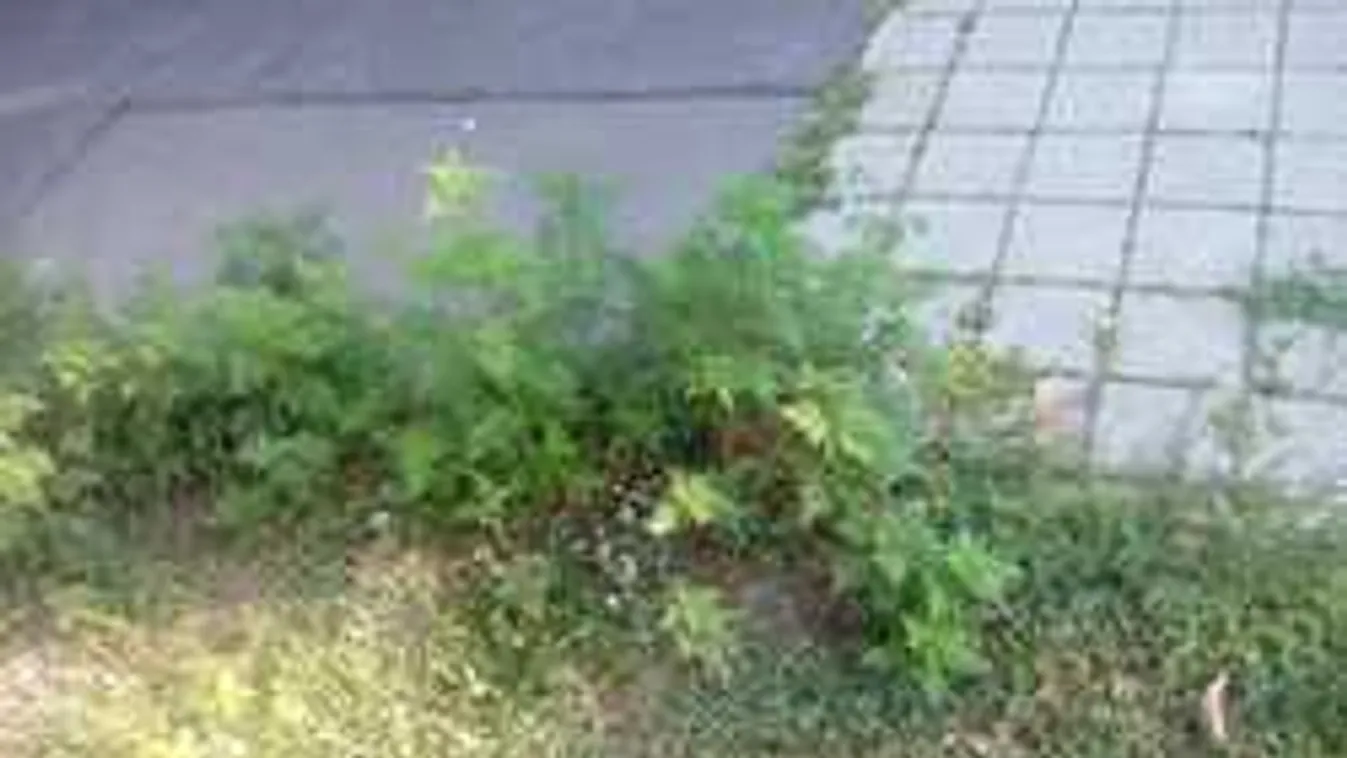 Ez gyötri az újbudai óvodásokat