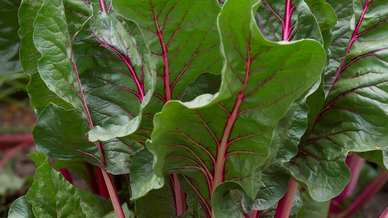 Soha ne dobd el a cékla levelét, ennyi mindenre használhatod