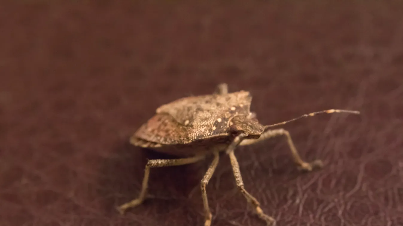 Csak pár nap maradt: a legdurvább rovarinvázió még csak most jön