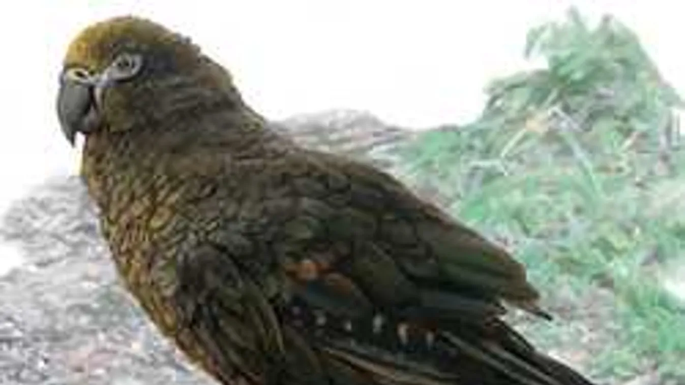 Sokkoló felfedezés: Így nézett ki a húsevő madárszörny - Fotó