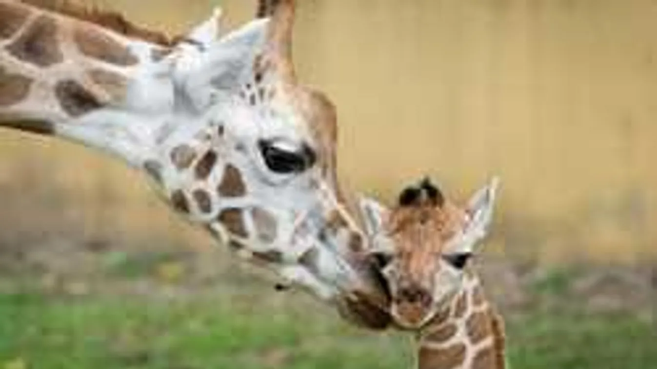 Ennél cukibb ma nem lesz: zsiráfborjú született a Nyíregyházán