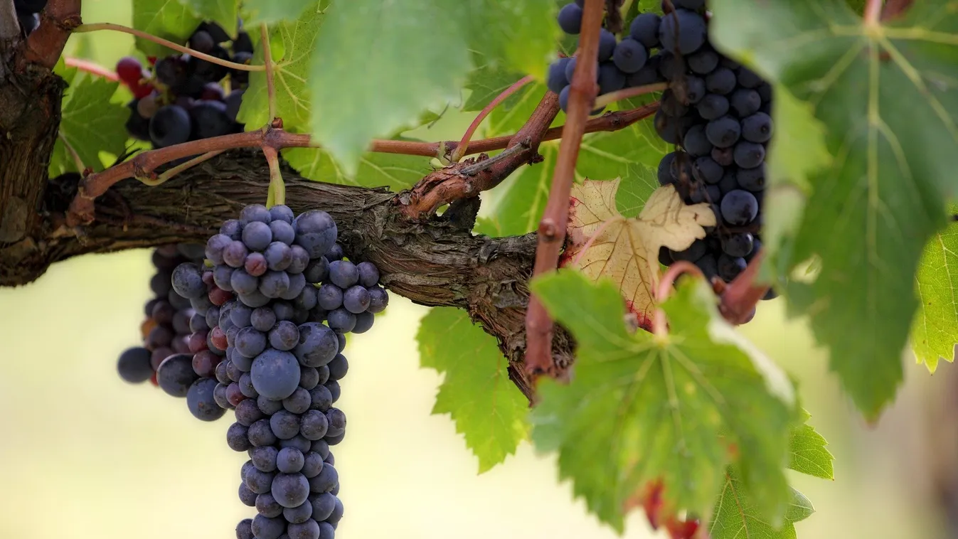 Ezt a mókát ne hagyd ki: indul a szüreti fesztivál szezon!