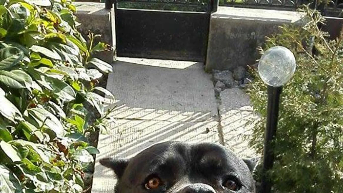 Két év után  bukkant ellopott kutyájára a gyomaendrődi gazdi