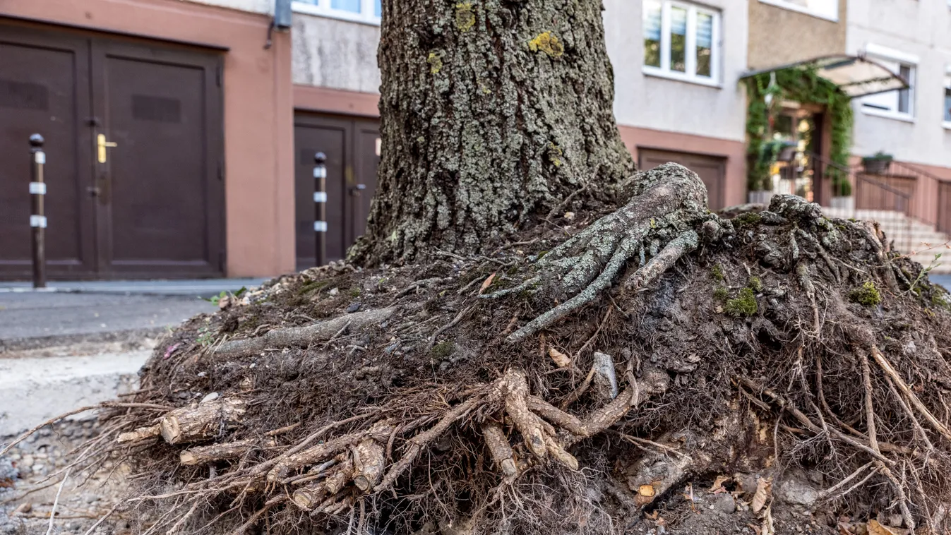 Aggódnak a zuglóiak, tönkretette a fákat a kerületi önkormányzat