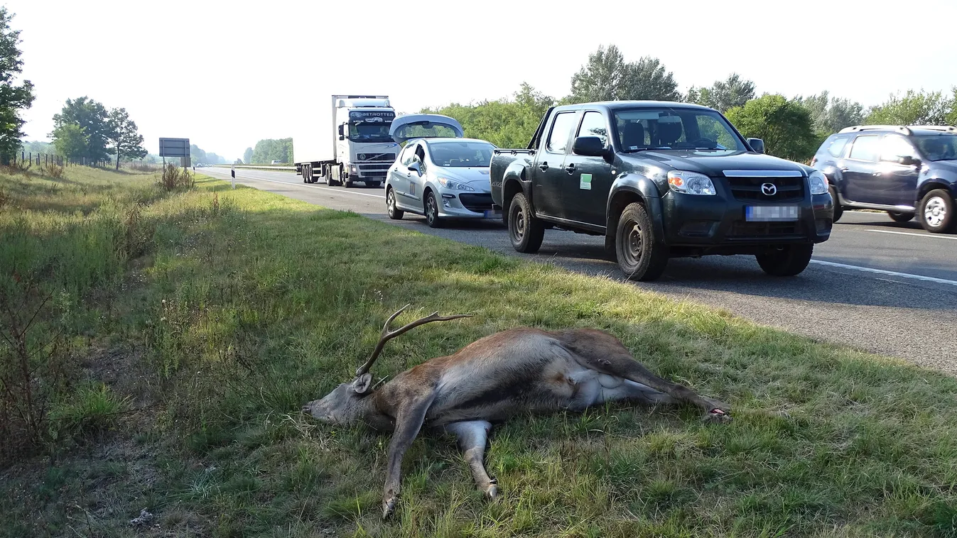 Egyre szaporodnak a vadbalesetek, magyar találmány védhet a bajtól