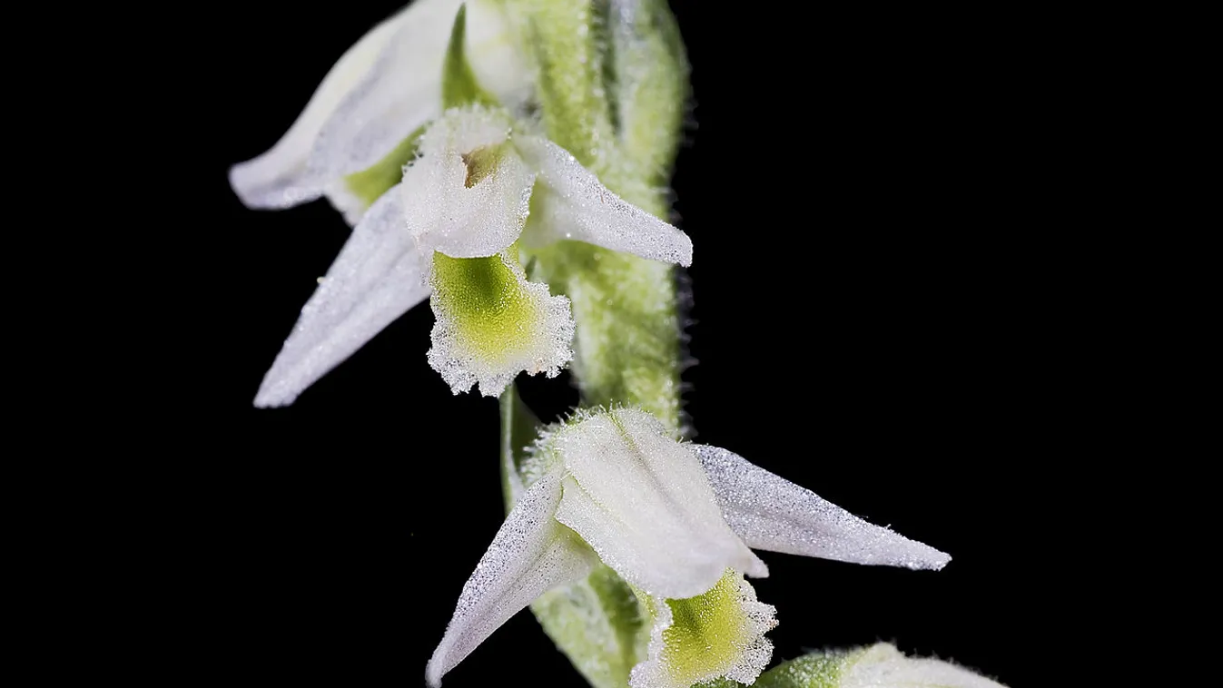 Több mint nyolcvan éve nem látott jelenség a Kisalföldön, még megfigyelheted