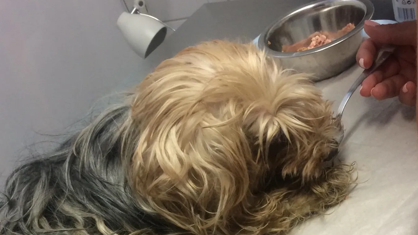 Megrázó hírt közöltek az állatmentők a Budapesten kidobott Tysonról